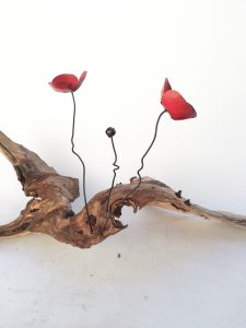 amapola corteza de chopo 1