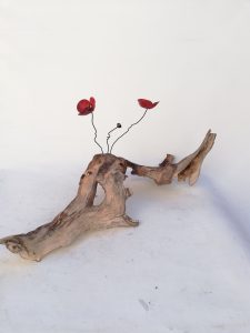 amapola corteza de chopo 3