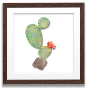 cactus raqueta decorativo